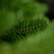 Canadian Classic artificial pine 210 cm